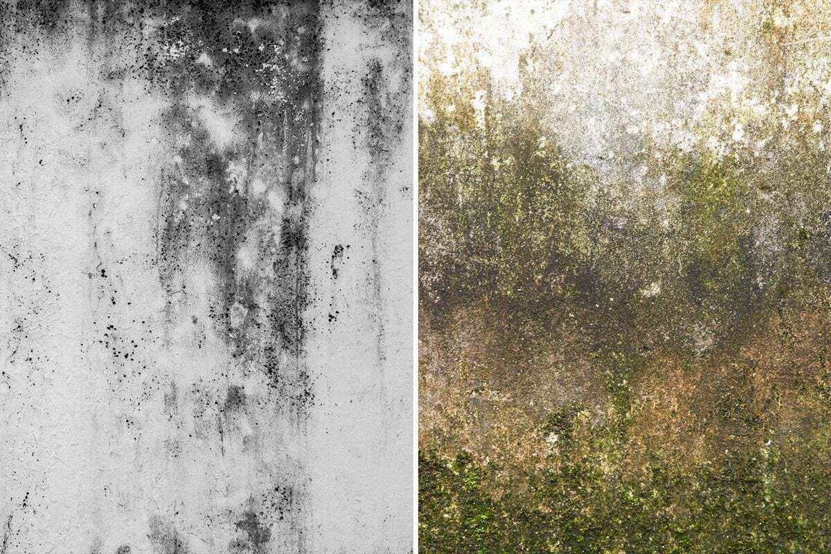FHMA25_Is-It-Mold-or-Mildew_FT_GettyImages-1033936024-1124557216_PKedit