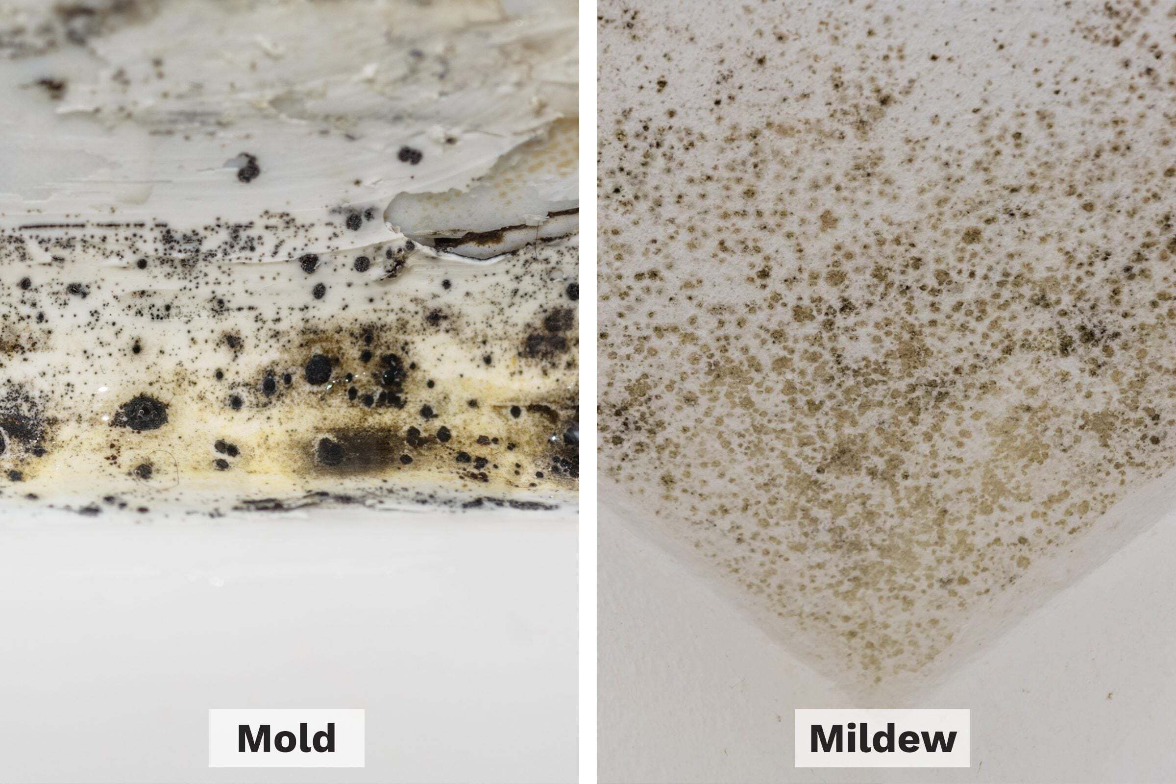 mold-vs-mildew-side-by-side_getty
