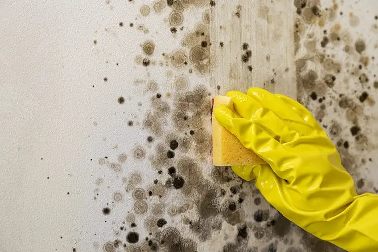 mold_768x512_J